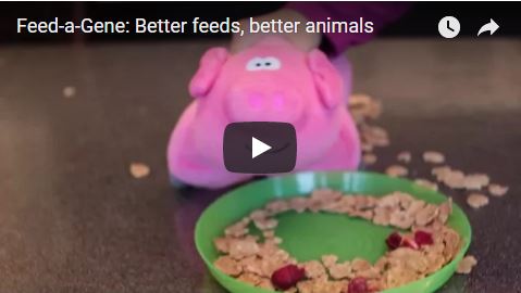 Better feeds, better animals