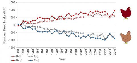 Residual feed intake in 2 feed-efficiency diverging lines of laying hens (Jehl et al., 2018, INRA)