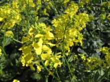 Rapeseed flowers