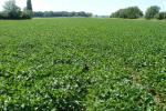 Soybean field in Germany (AnRo0002/Public domain)